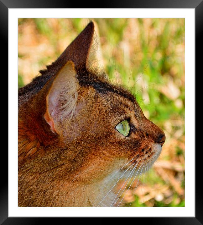 Profile of Somali cat Framed Mounted Print by RITA BRUCHE