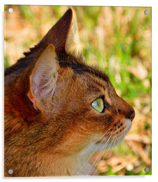 Profile of Somali cat Acrylic by RITA BRUCHE