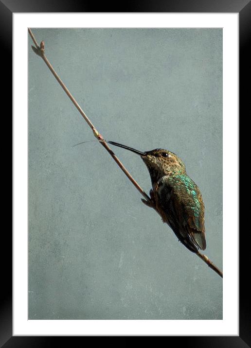 Hummingbird with Tongue Out Framed Mounted Print by Belinda Greb