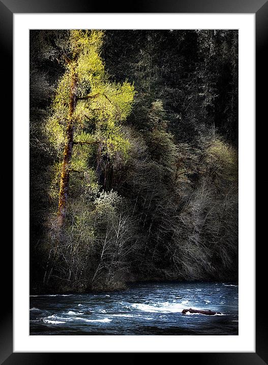 The Tree Across the River Framed Mounted Print by Belinda Greb