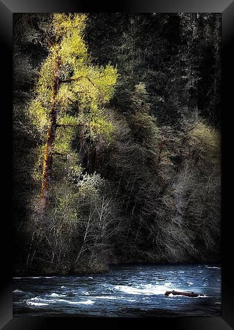 The Tree Across the River Framed Print by Belinda Greb