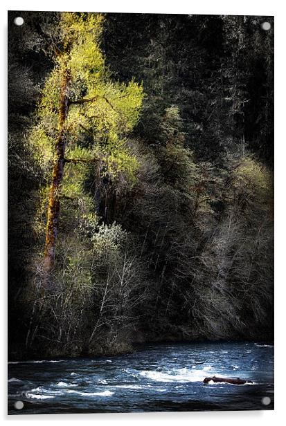 The Tree Across the River Acrylic by Belinda Greb