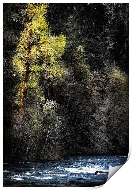 The Tree Across the River Print by Belinda Greb