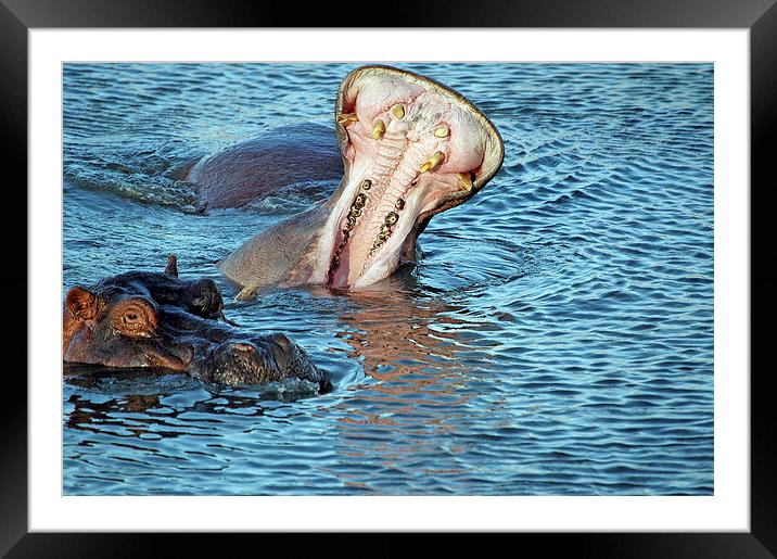 JTS1693 Hippos Mizima Springs Framed Mounted Print by Jim Tampin