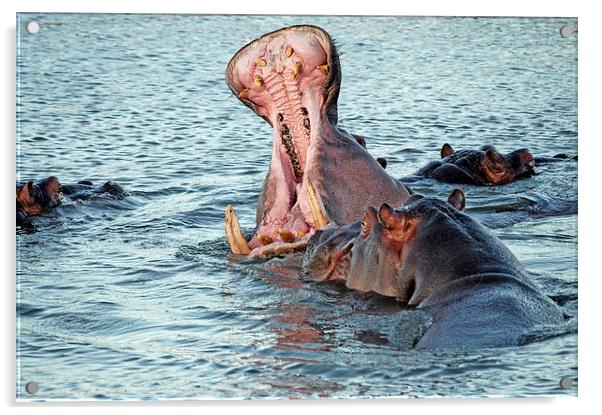 JST1695 Hippos Mizima Springs Acrylic by Jim Tampin