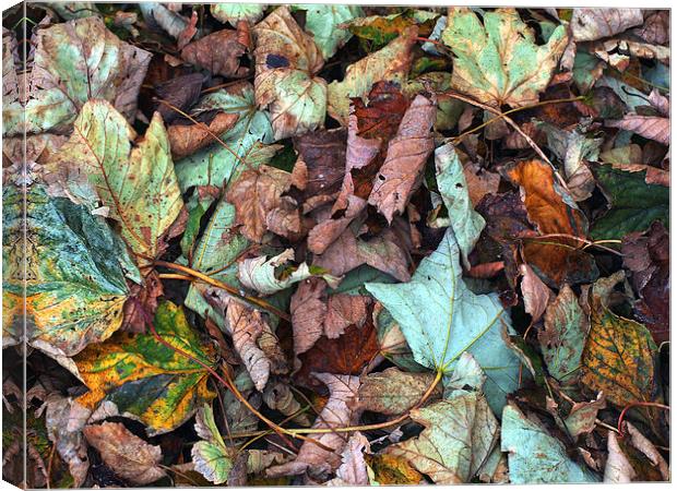 Fallen Leaves Canvas Print by Victor Burnside