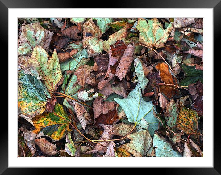 Fallen Leaves Framed Mounted Print by Victor Burnside