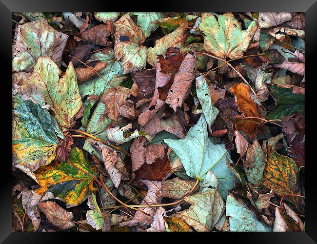 Fallen Leaves Framed Print by Victor Burnside