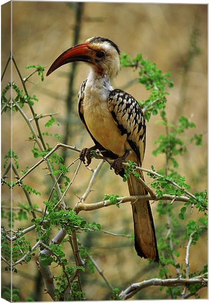 JST2591 Red Billed Hornbill Canvas Print by Jim Tampin