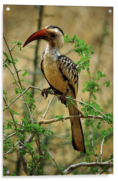 JST2591 Red Billed Hornbill Acrylic by Jim Tampin