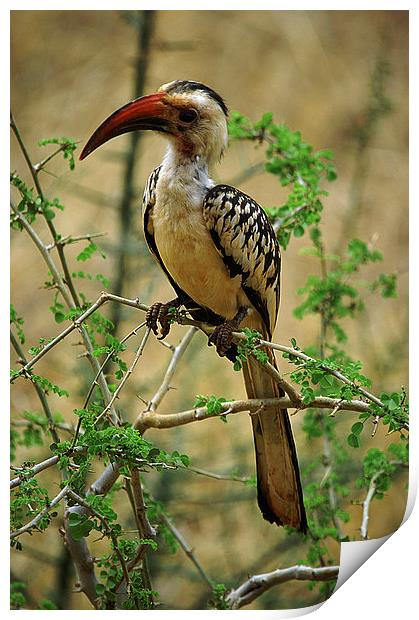 JST2591 Red Billed Hornbill Print by Jim Tampin