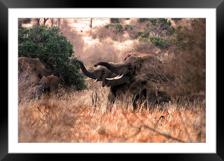 JST1698 Elephants greeting Framed Mounted Print by Jim Tampin