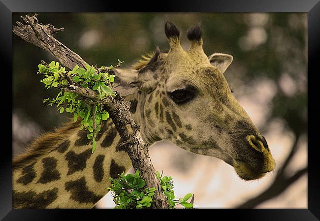 JST2592 Masai Giraffe Framed Print by Jim Tampin
