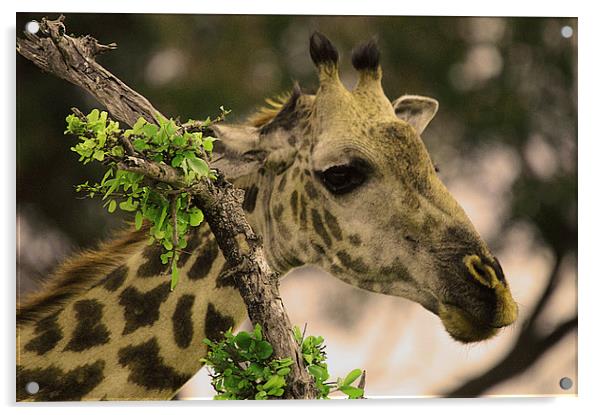 JST2592 Masai Giraffe Acrylic by Jim Tampin