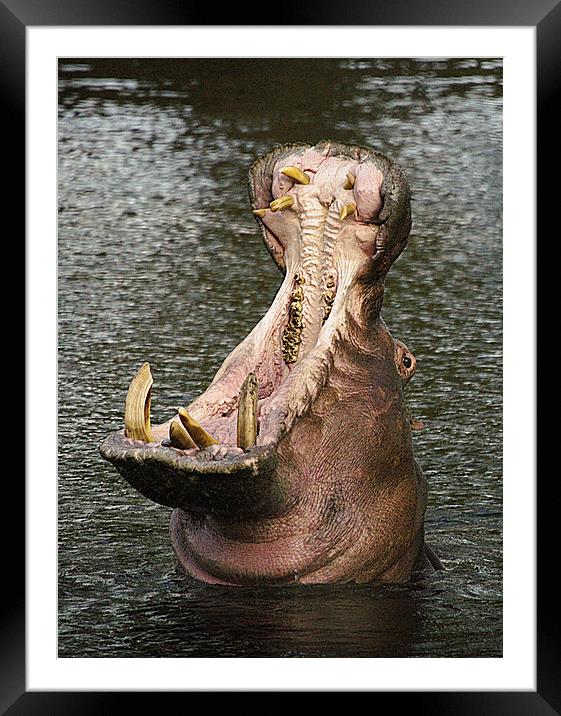 JST2593 Hippo Jaws Framed Mounted Print by Jim Tampin