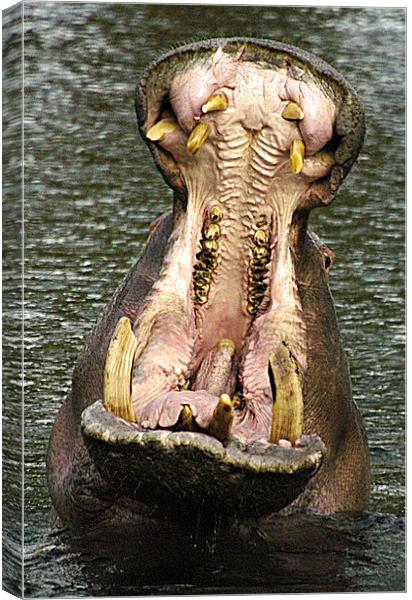 JST2594 Hippo danger Canvas Print by Jim Tampin