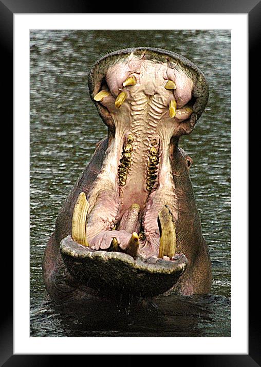 JST2594 Hippo danger Framed Mounted Print by Jim Tampin
