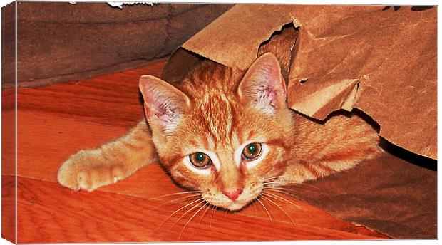 Cat in a Bag Canvas Print by james balzano, jr.