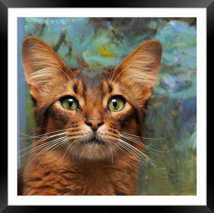 Somali cat portrait Framed Mounted Print by RITA BRUCHE