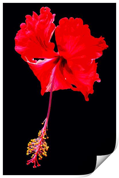 Hibiscus Print by james balzano, jr.