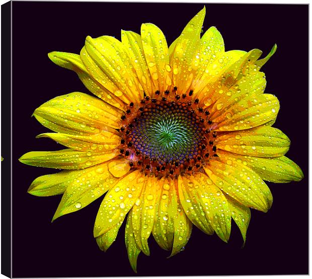 Wet Sunflower Canvas Print by james balzano, jr.