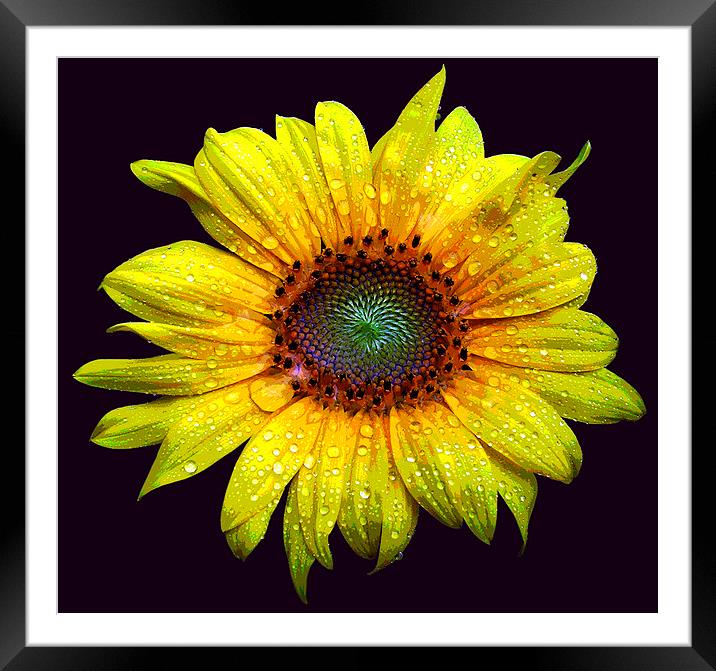 Wet Sunflower Framed Mounted Print by james balzano, jr.