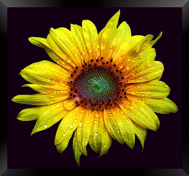 Wet Sunflower Framed Print by james balzano, jr.