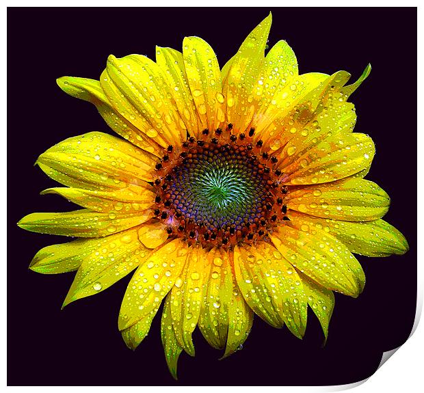 Wet Sunflower Print by james balzano, jr.