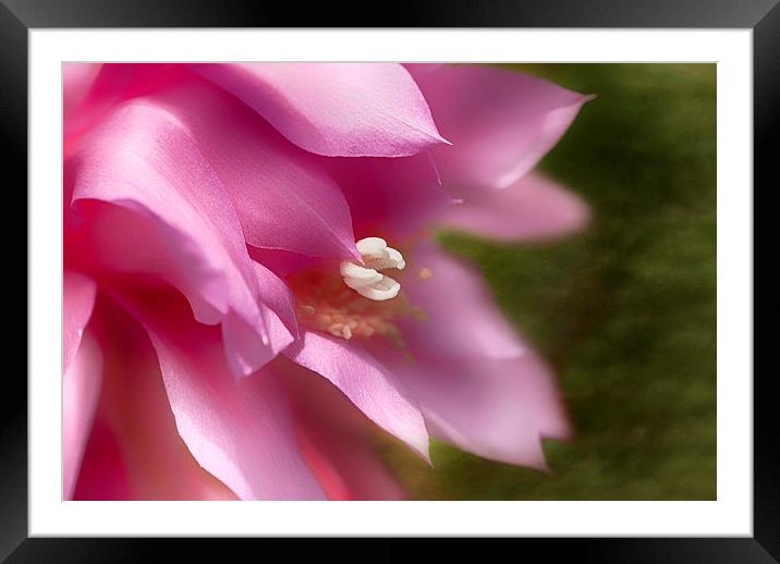 Orchid Cactus Framed Mounted Print by Mary Lane