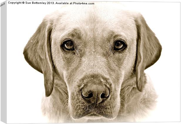 Labrador soft and gentle face Canvas Print by Sue Bottomley