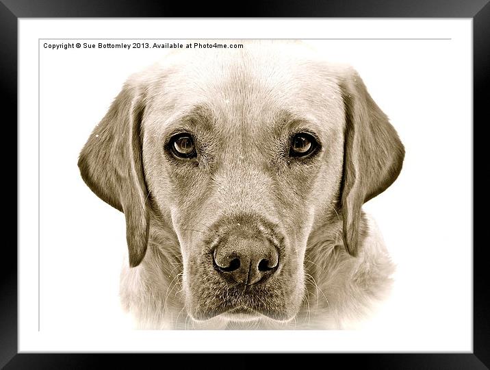 Labrador soft and gentle face Framed Mounted Print by Sue Bottomley