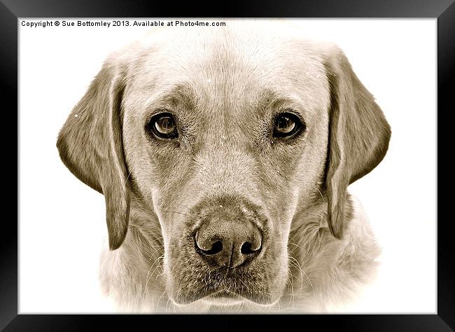 Labrador soft and gentle face Framed Print by Sue Bottomley