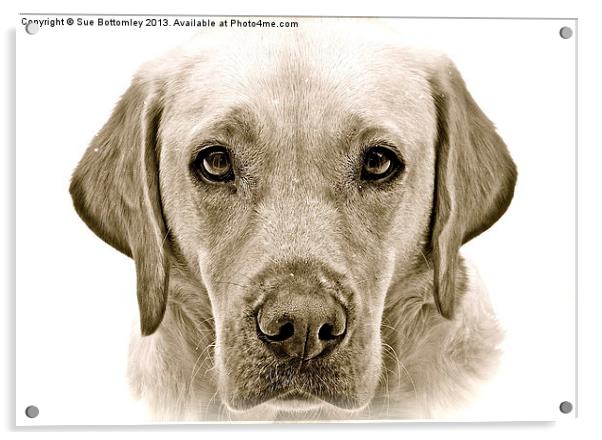 Labrador soft and gentle face Acrylic by Sue Bottomley