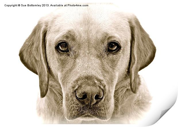 Labrador soft and gentle face Print by Sue Bottomley