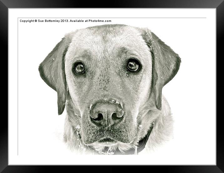 Labrador face in the snow Framed Mounted Print by Sue Bottomley