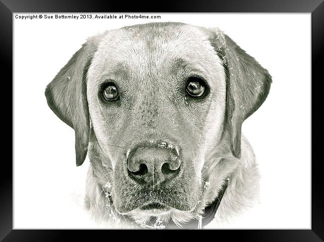 Labrador face in the snow Framed Print by Sue Bottomley