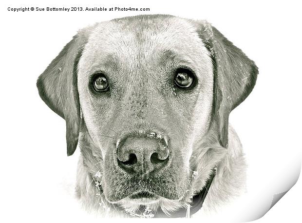Labrador face in the snow Print by Sue Bottomley