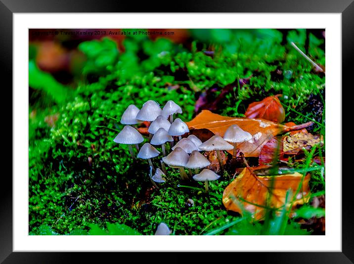 Autumn Fungi Framed Mounted Print by Trevor Kersley RIP