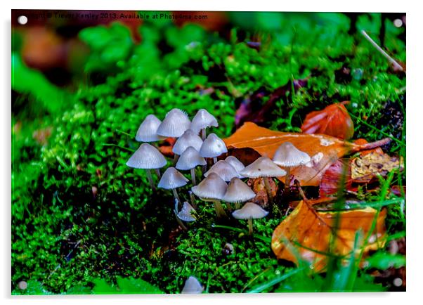 Autumn Fungi Acrylic by Trevor Kersley RIP