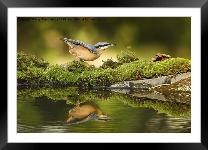 Nuthatch reflecting Framed Mounted Print by Izzy Standbridge