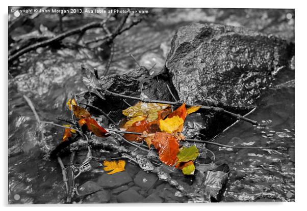 Autumn colours, Acrylic by John Morgan