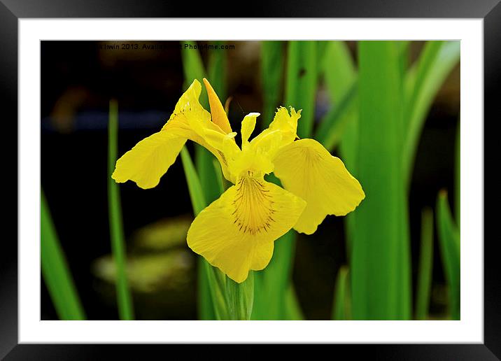 A flower of the Iris family in full bloom. Framed Mounted Print by Frank Irwin