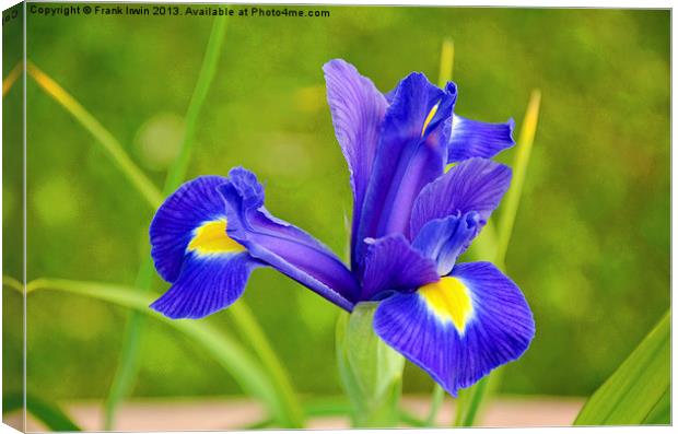 A flower of the Iris family in full bloom. Canvas Print by Frank Irwin