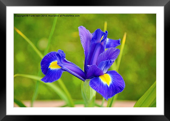 A flower of the Iris family in full bloom. Framed Mounted Print by Frank Irwin