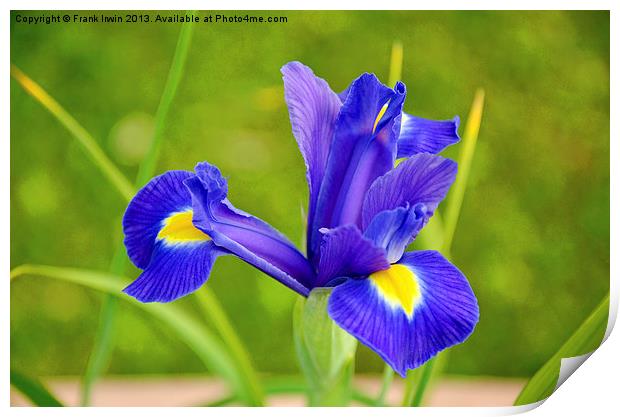 A flower of the Iris family in full bloom. Print by Frank Irwin