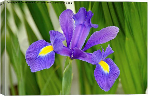 A flower of the Iris family in full bloom. Canvas Print by Frank Irwin