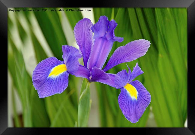 A flower of the Iris family in full bloom. Framed Print by Frank Irwin