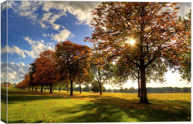 Windsor Park Autumn Trees Canvas Print by Simon West