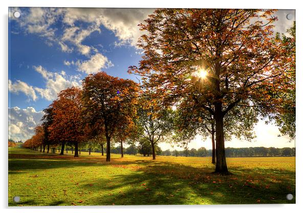 Windsor Park Autumn Trees Acrylic by Simon West