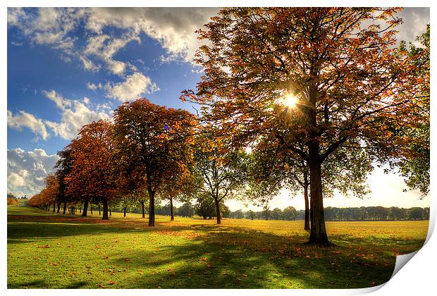 Windsor Park Autumn Trees Print by Simon West